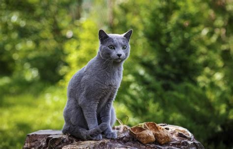 20 Cat Breeds With Big Ears With Info And Pictures Catster