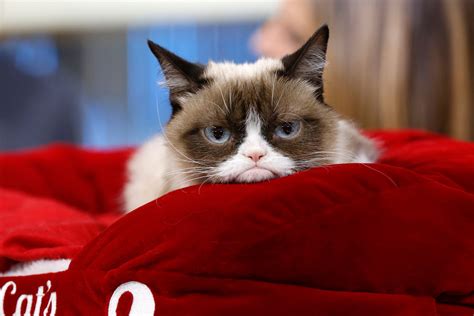 Grumpy Cat Weekend