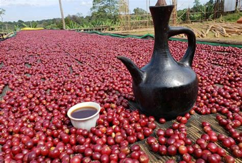 Have A Cup Of This Amazing Oromiyaa Coffee Ethiopia Africa East