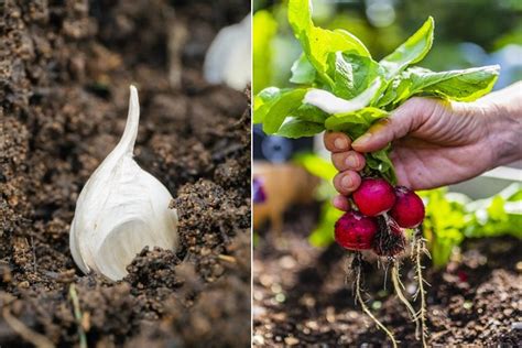 Que Planter En Avril L Gumes Fruits Et Fleurs En Abondance