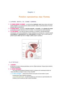 Reproduction Chez L Homme