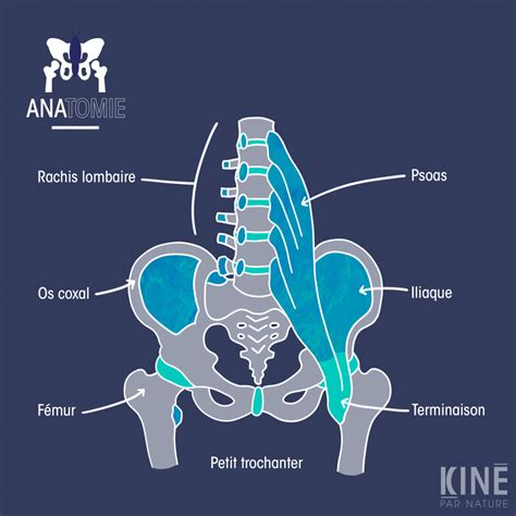 Comprendre Lanatomie Du Corps Humain Muscle Ilio Psoas