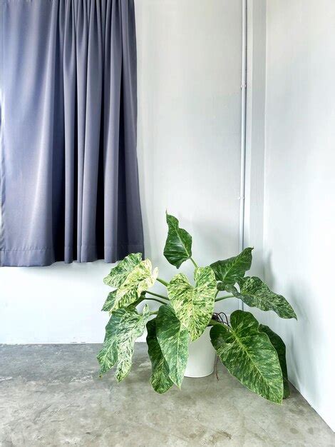 Una Planta En Una Maceta Blanca Junto A Una Ventana Con Una Cortina Que