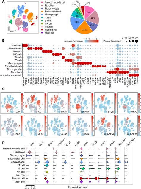 Frontiers Integrated Single Cell Rna Seq Analysis Reveals The Vital