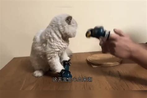 小奶猫打拳击没打过主人，反手给了猫爸爸一拳，这也太搞笑了吧