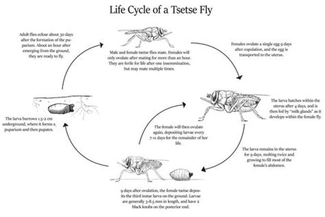 What is the life cycle of tsetse? | Tsetse