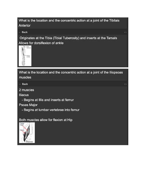 Muscles Of The Musculoskeletal System What Is The Location And The