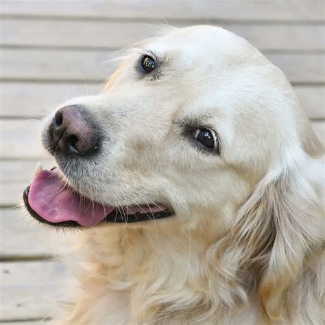 Golden Retriever Ear Infection: Symptoms, Causes, & Treatment – Golden Hearts