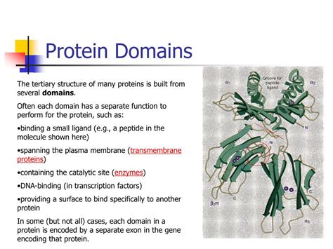 Ppt Protein Structure And Function Powerpoint Presentation Free 288