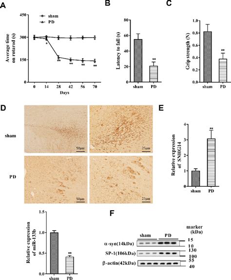 Snhg Expression Was Increased In Pd Mouse Model Pd Mouse Models