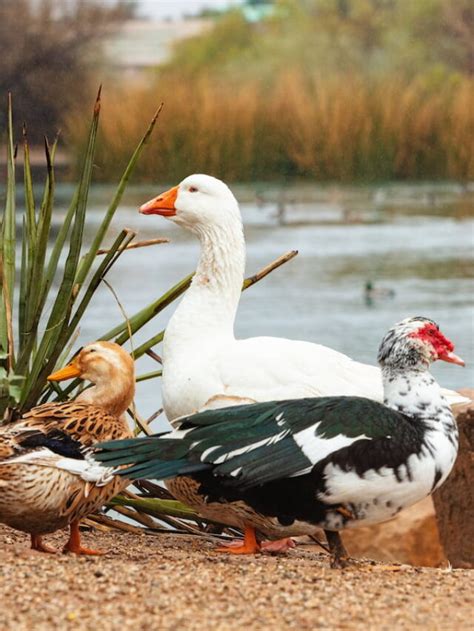 Can Ducks and Geese Breed? - The Hip Chick