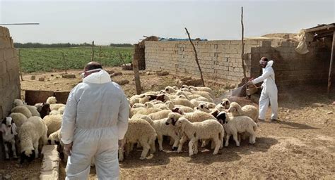 بعد تسجيل اصابة مؤكدة الأنبار تشدد اجراءات الوقاية من الحمى النزفية