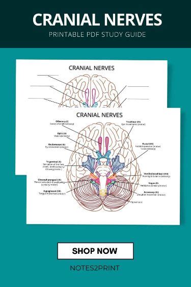 Cranial Nerves Pdf Coloring Worksheet Anatomy Printable Cranial Nerves