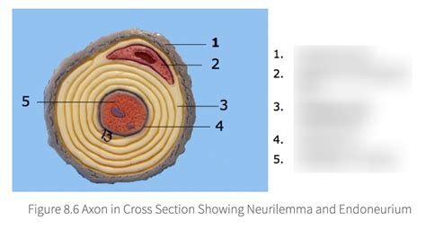 Axons in cross section showing neurilemma and endoneurium Diagram | Quizlet