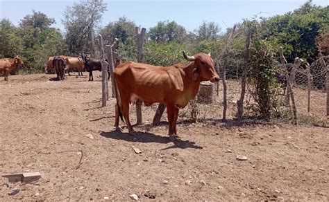 Sin afectar mortandad a ganaderos de Mazatlán Sinaloa