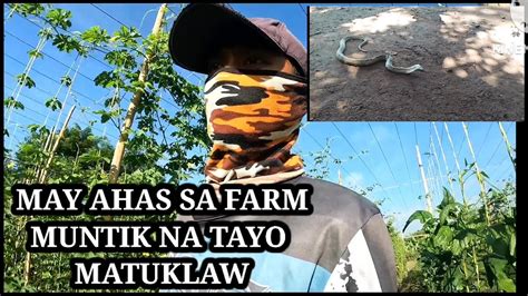 MAY AHAS SA FARM GRABE ANG LAKI MUNTIK NA TAYO MATUKLAW YouTube