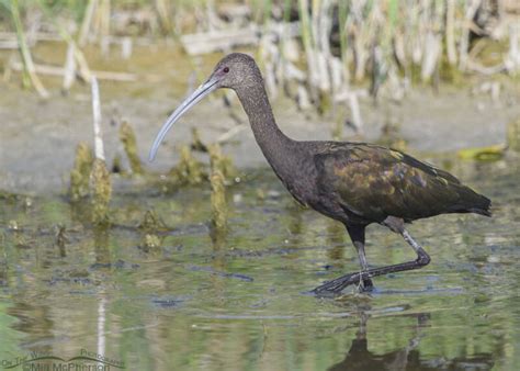 Adult White Faced Ibis In The Marsh At Bear River Mbr On The Wing