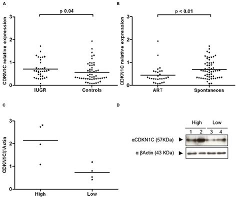 Frontiers Epigenetic Characterization Of Cdkn1c In Placenta Samples