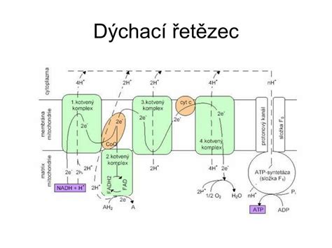 PPT Krebsův a dýchací cyklus PowerPoint Presentation free download