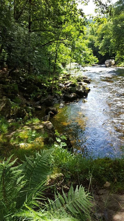 A River Running Through A Lush Green Forest