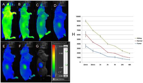 In Vivo Fluorescence Imaging Of Subcutaneous Mhcc Lm Tumour Bearing