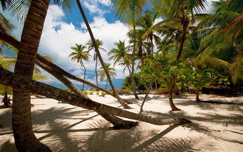 3840x2160 Resolution Coconut Trees Nature Landscape Palm Trees