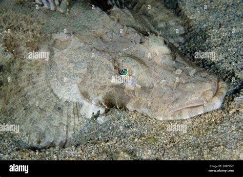 Crocodile Flathead Cymbacephalus Beauforti Bandara Dive Site Night