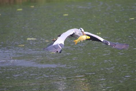 Grey Heron Bird Lake Water Free Photo On Pixabay Pixabay