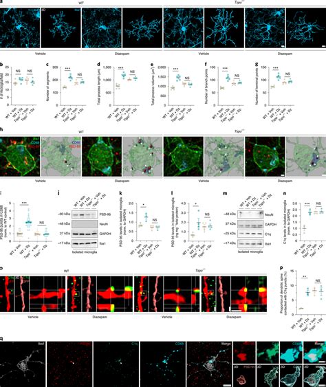 Diazepam Alters Microglial Morphology And Engulfment Via Tspo A