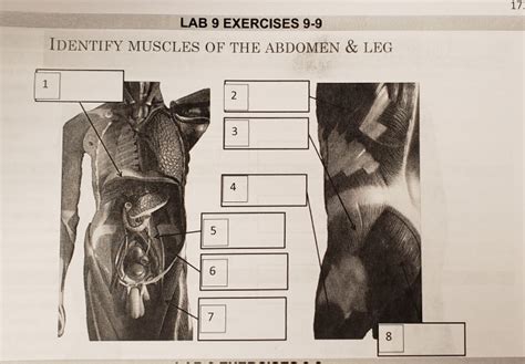 Solved Lab Exercises Identify Muscles Of The Chegg