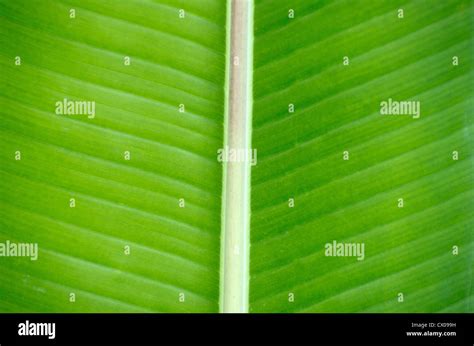 green leaf texture close up Stock Photo - Alamy