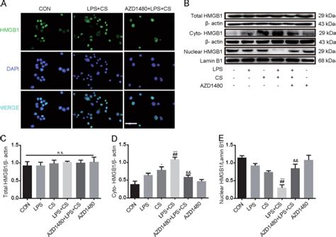 Jak2stat1 Mediated Hmgb1 Translocation Increases Inflammation And Cell