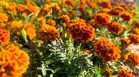 Plantas Complementarias Para Cultivar Con Rosas Esta Temporada