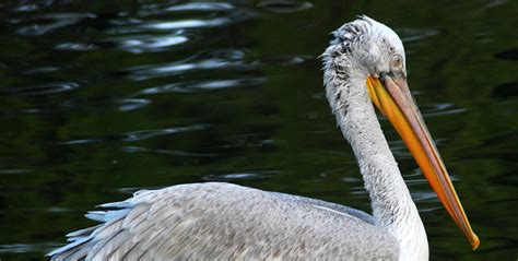 The Dalmatian Pelican | Critter Science