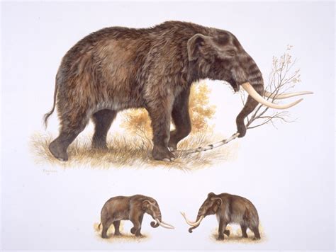 Mastodons Not Driven To Extinction By Arctic Humans Carbon Dating Shows