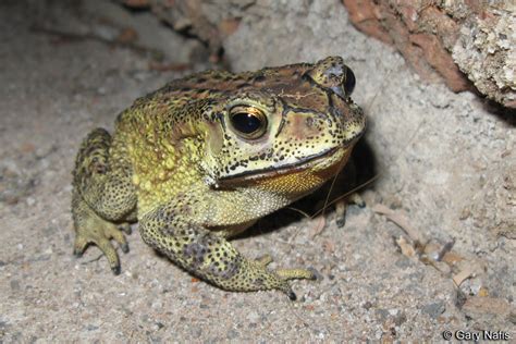 Duttaphrynus Bufo Melanostictus Common Indian Toad