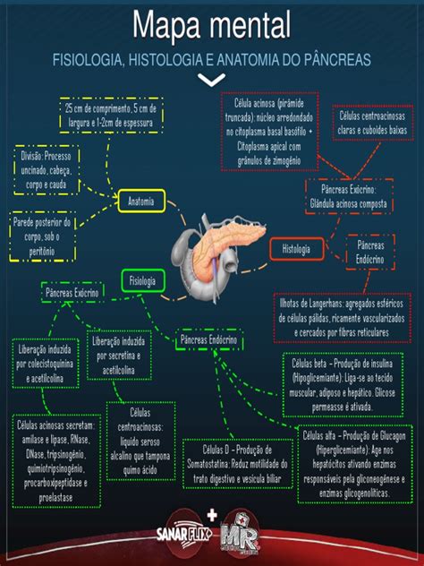 Mapa Mental Pancreas Pdf Pdf Pâncreas Sistema Digestivo