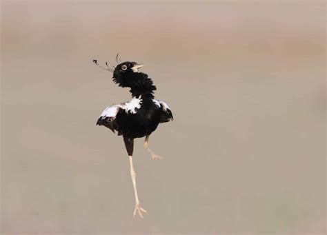 One To Watch Lesser Florican Birdlife International