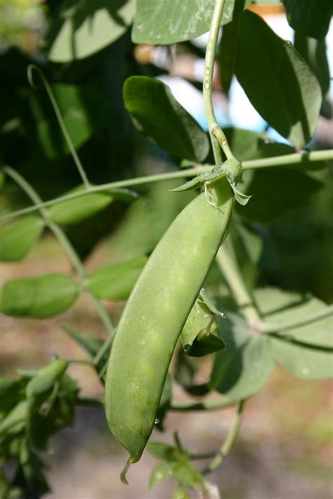 pea english  snap walter reeves  georgia gardener