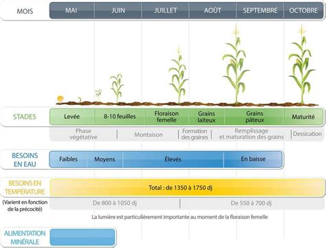 Cycle Du Ma S Et Besoins En Eau Source Lgseeds Fr