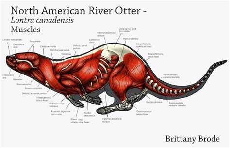 Brittany Brode: Animal Anatomy Finals