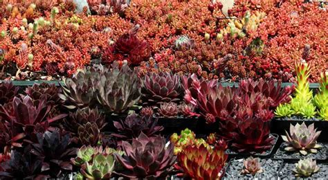 Cold Hardy Succulents - List of Succulents That Survive Winter Outdoors