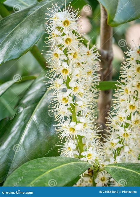 Cherry Laurel Prunus Laurocerasus Genolia Blossom In Springtime Stock