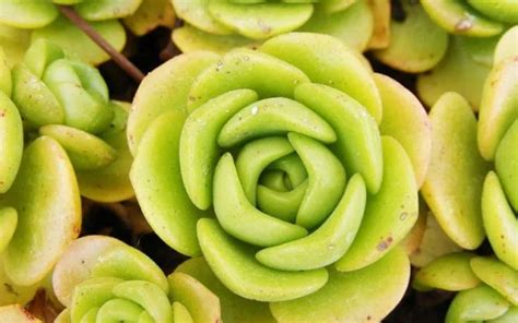 Aeonium Lily Pad Cuidados Y Curiosidades Club Suculentas