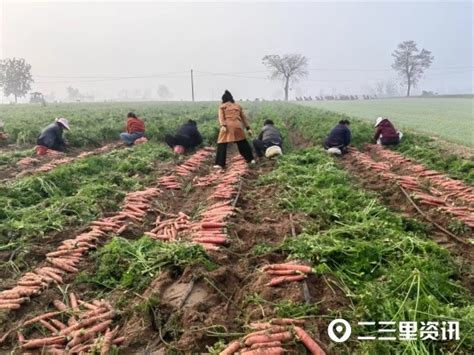 【乡村振兴】东高村千余亩红萝卜喜获丰收，种植户忙采收腾讯新闻