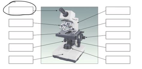 Microscopes Flashcards Quizlet