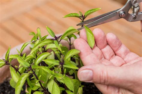 How to Grow Thai Basil in Your Herb Garden