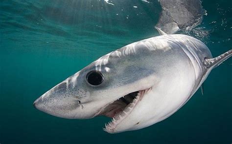 Porbeagle shark | Shark, Fish pet, Underwater life