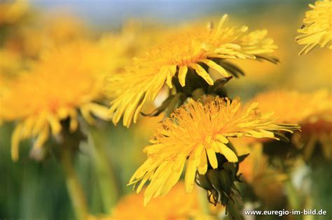 Löwenzahn Taraxacum Officinale Euregio Im Bild