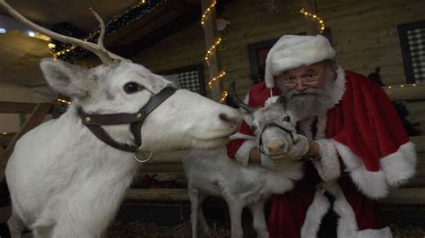 Meet Santa In His Grotto At Bethersden S Reindeer Centre